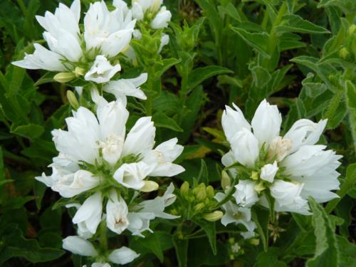 Campanula glomerata