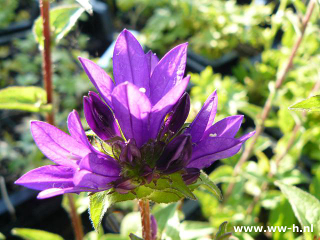 Campanula glomerata