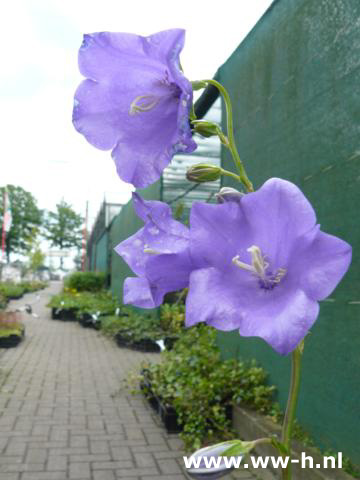 Campanula persicifolia