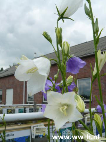 Campanula persicifolia - Klik op de afbeelding om het venster te sluiten