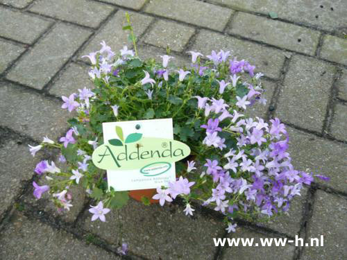 Campanula portenschlagiana ADDENDA BLUE SKY - Klik op de afbeelding om het venster te sluiten