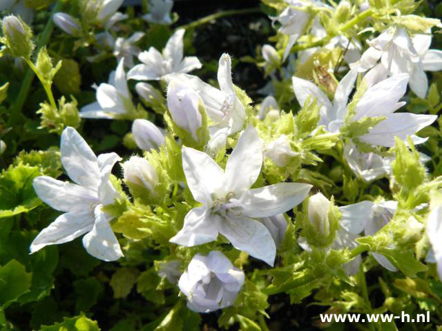 Campanula poscharskyana