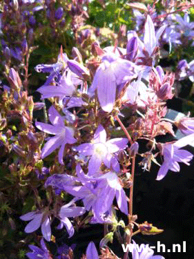 Campanula poscharskyana