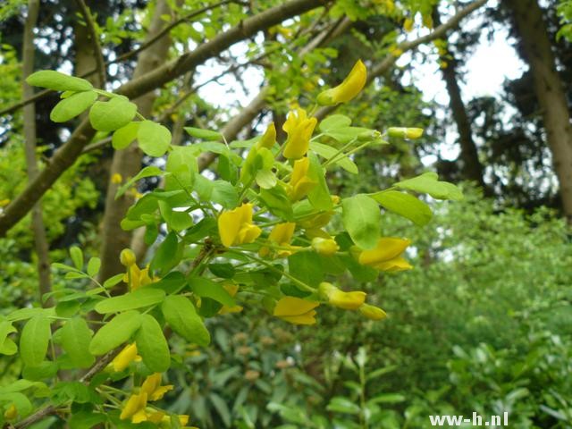 Caragana arborescens - Klik op de afbeelding om het venster te sluiten