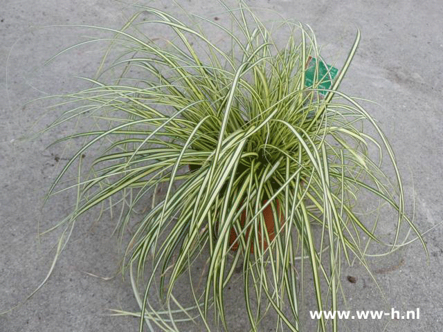 Carex oschimensis 'Evergold'