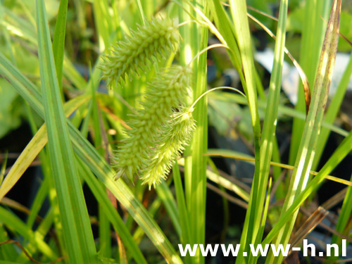 Carex pseudocyprus - Klik op de afbeelding om het venster te sluiten