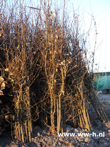 Carpinus betulus ( Haagbeuk ) van klein tot groot - Klik op de afbeelding om het venster te sluiten