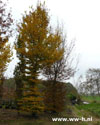 Carpinus betulus ( Haagbeuk ) van klein tot groot