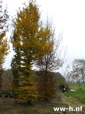 Carpinus betulus