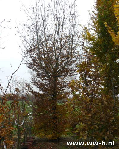 Carpinus betulus ( Haagbeuk ) van klein tot groot