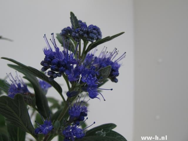 Caryopteris x clandonensis 'Grand Blue'
