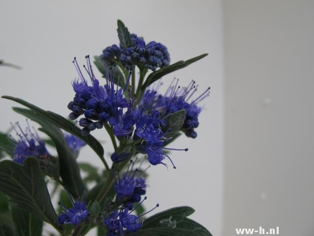 Caryopteris x clandonensis 'Grand Blue' - Klik op de afbeelding om het venster te sluiten