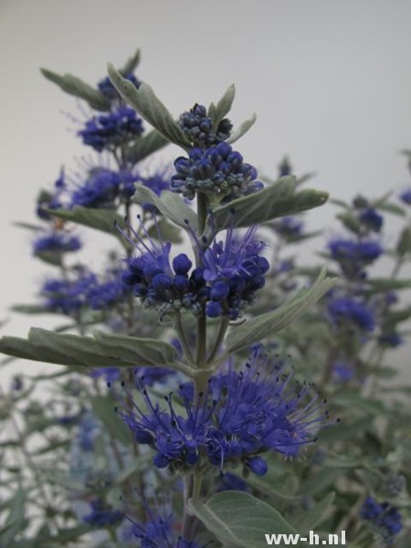 Caryopteris x clandonensis STERLING SILVER (=Lissilv) - Klik op de afbeelding om het venster te sluiten