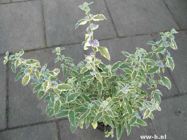 Caryopteris x clandonensis 'White Surprise'