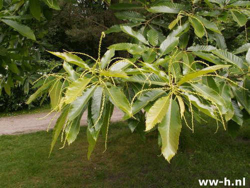 Castanea sativa