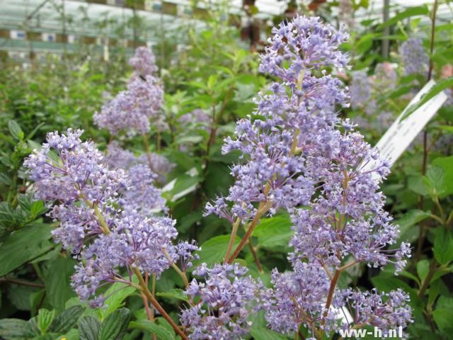 Ceanothus x delilianus 'Gloire de Versailles' - Klik op de afbeelding om het venster te sluiten