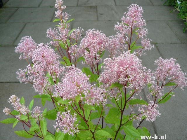 Ceanothus x pallidus 'Marie Simon' - Klik op de afbeelding om het venster te sluiten