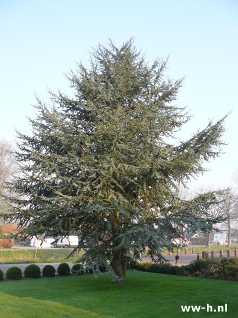 Cedrus atlantica