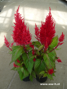 Celosia argentea rood ( Pluimhanekam )