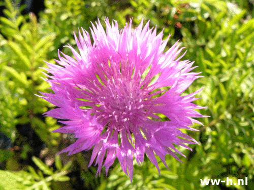 Centaurea dealbata - Klik op de afbeelding om het venster te sluiten