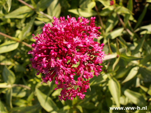 Centranthus ruber - Klik op de afbeelding om het venster te sluiten