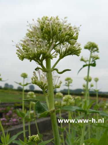 Centranthus ruber - Klik op de afbeelding om het venster te sluiten