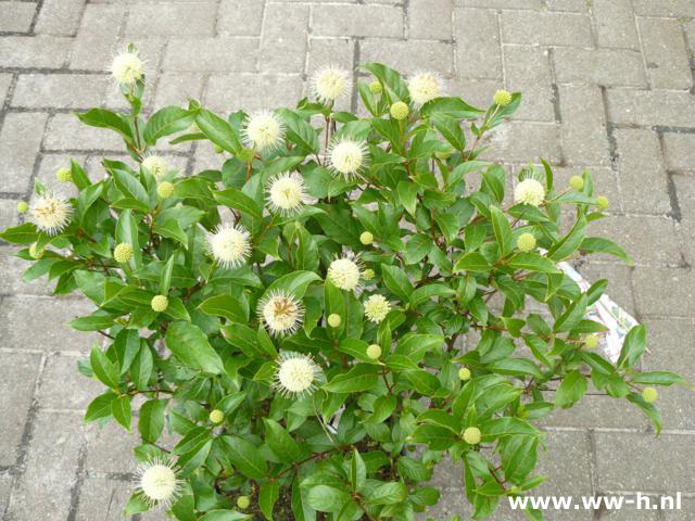 Cephalanthus occidentalis - Klik op de afbeelding om het venster te sluiten