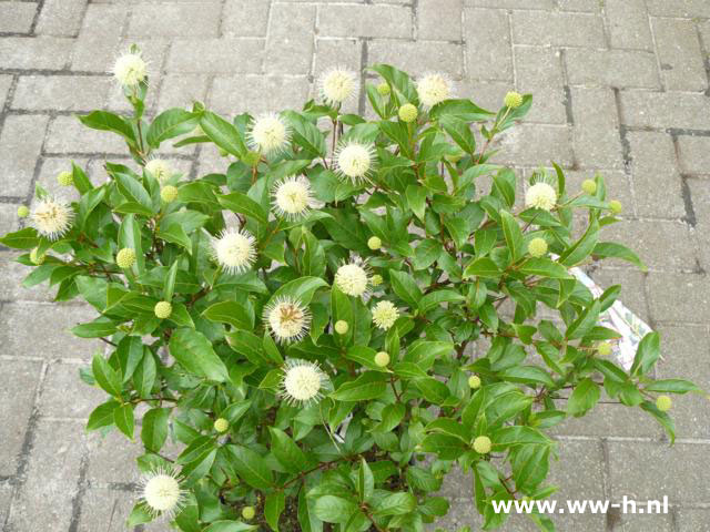 Cephalanthus occidentalis - Klik op de afbeelding om het venster te sluiten