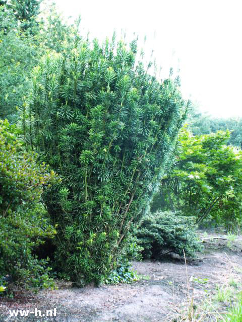 Cephalotaxus harringtonii 'Fastigiata' - Klik op de afbeelding om het venster te sluiten