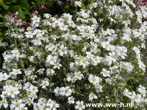 Cerastium tomentosum 'Columnea' - Klik op de afbeelding om het venster te sluiten