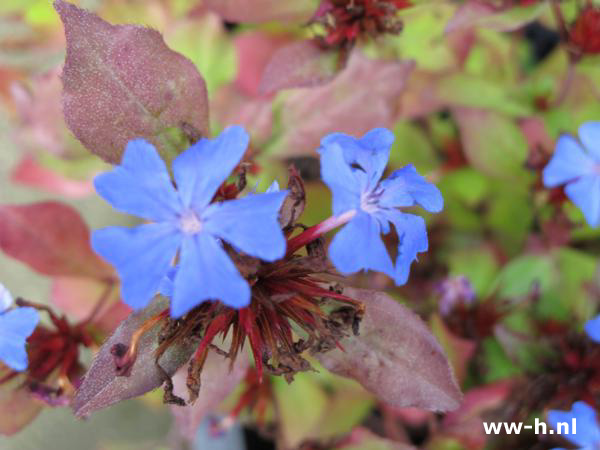 Ceratostigma plumbaginoides - Klik op de afbeelding om het venster te sluiten