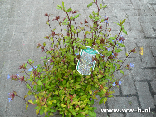 Cerastostigma willmottianum Cerastostigma willmottianum