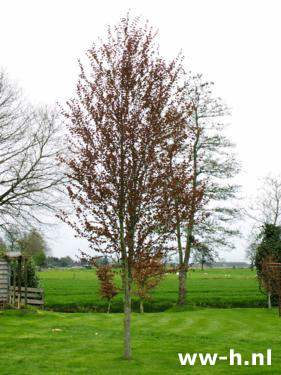 Cercidiphyllum japonicum