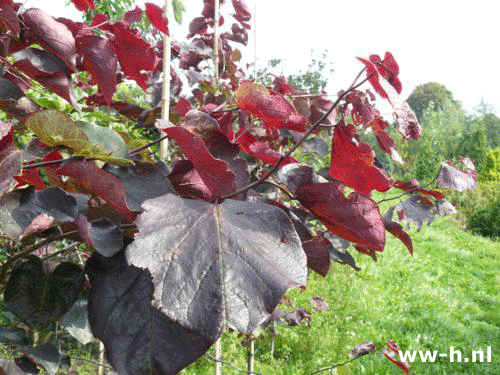 Cercis canadensis 'Forest Pansy' - Klik op de afbeelding om het venster te sluiten