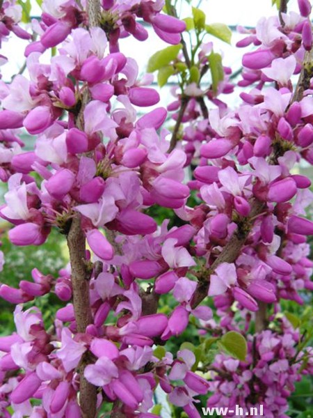 Cercis chinensis 'Avondale'