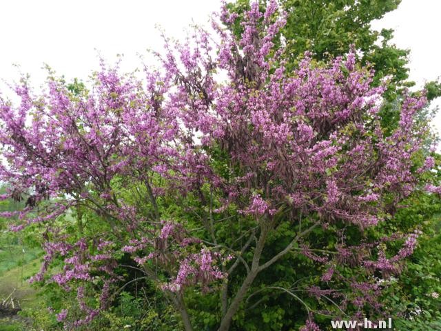 Cercis siliquastrum