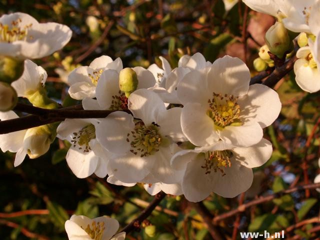 Chaenomeles speciosa 'Nivalis'