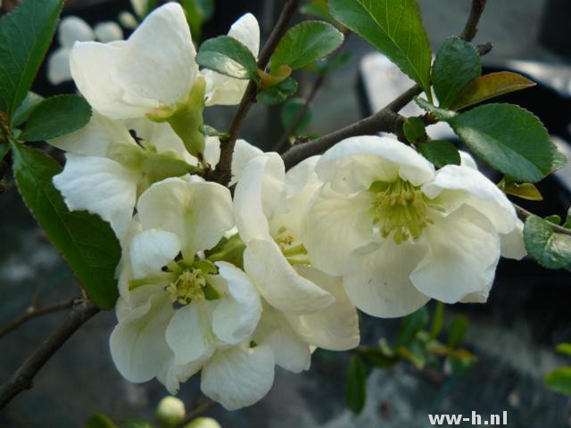 Chaenomeles speciosa 'Jet Trail' - Klik op de afbeelding om het venster te sluiten