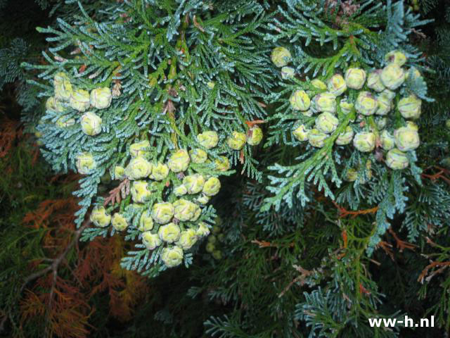 Chamaecyparis lawsoniana 'Columnaris' - Klik op de afbeelding om het venster te sluiten