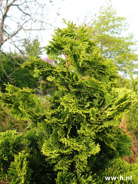 Chamaecyparis obtusa 'Nana Gracilis' pot 11 cm 1,99 ; 2voor 3,00