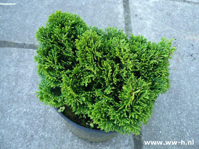 Chamaecyparis obtusa 'Nana Gracilis' pot 11 cm 1,99 ; 2voor 3,00 - Klik op de afbeelding om het venster te sluiten