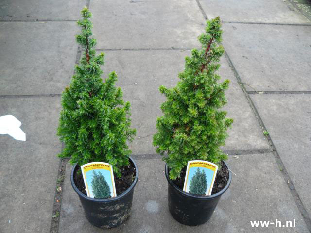 Chamaecyparis thyoides 'Top Point'