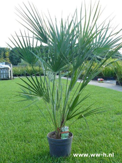 Chamaerops humilis Chamaerops humilis