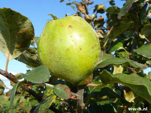 Cydonia oblonga 'Champion'