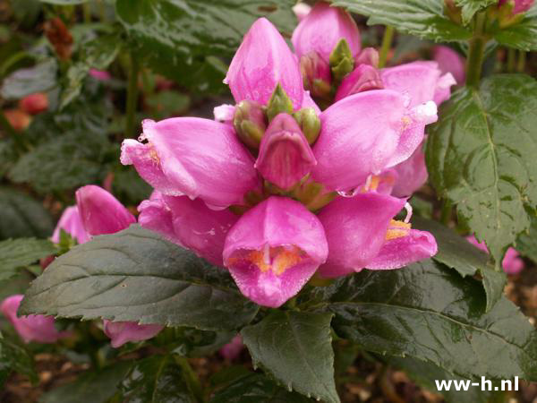 Chelone obliqua - Klik op de afbeelding om het venster te sluiten