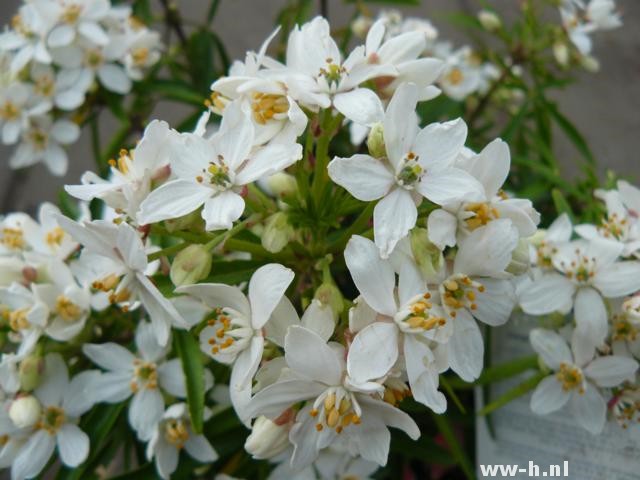 Choisya 'Aztec Pearl' - Klik op de afbeelding om het venster te sluiten