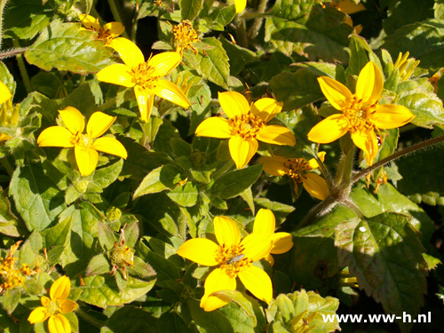 Chrysochronum virginianum