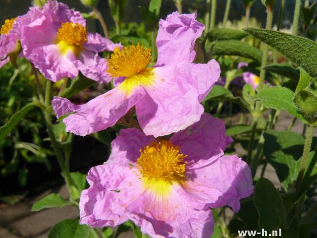 Cistus x pulverulentus 'Sunset'