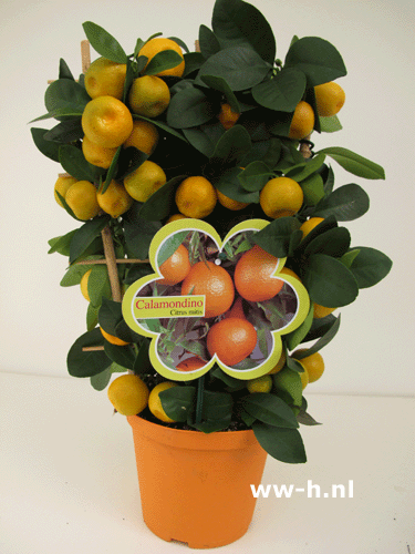 Citrofortunella 'Calamondino'