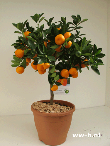 Citrofortunella 'Calamondino' 29,99